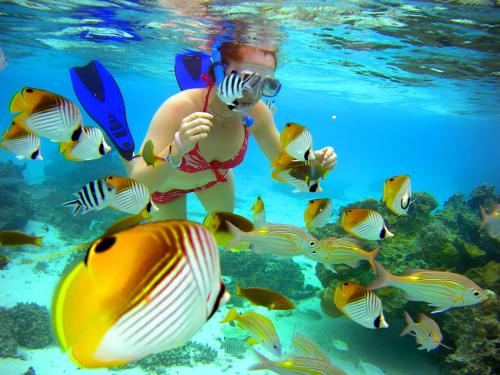 a woman in the ocean looking at fish at The Rarotongan Beach Resort & Lagoonarium in Rarotonga