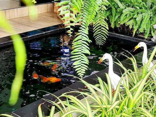 two swans swimming in a pond in a garden at Modern Resort in Ban Khlong Khachen
