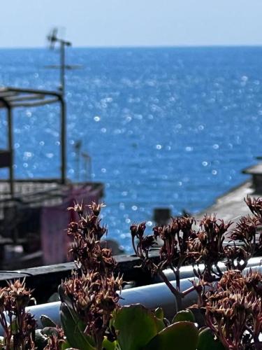 a plant in front of the ocean with the ocean in the background at LE CINQUE VELE ***** Cinque Terre in Monterosso al Mare