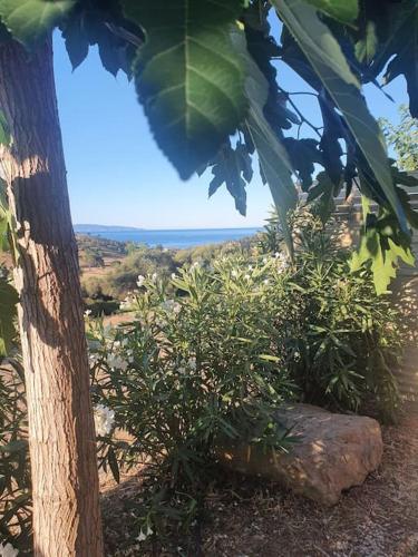 un arbre et quelques buissons et un rocher dans l'établissement Studio mitoyen à la campagne vue sur la mer, à Cargèse