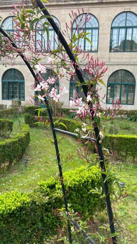 a tree with pink flowers in front of a building at Casa Diocesana VIA LUCIS in Santiago de Compostela