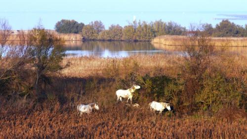 three goats grazing in a field next to a lake at Villetta Botticelli in Lido di Spina