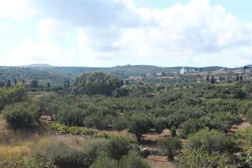 Gallery image of Theofilos Appartements in Livadi