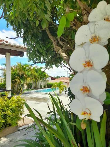 a bunch of white flowers in front of a tree at Pousada Vale Encantado in Serra de São Bento