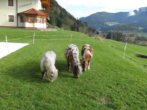 three horses grazing in the grass on a hill at Am Ferienbauernhof Schmiedbauer com Salzkammergut in Faistenau