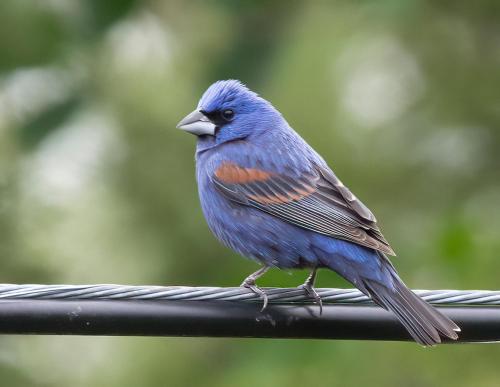 a blue bird perched on top of a wire at Foster's Bethel Beach Inn in Onemo