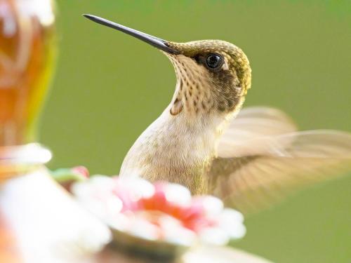 a humming bird is flying over a flower at Foster's Bethel Beach Inn in Onemo