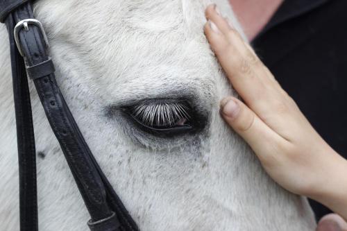 a person is petting a white horse at Stutteri Skandihest Apartments in Billund
