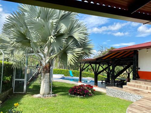 基姆巴亞的住宿－Karey，游泳池旁的棕榈树