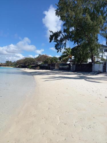 a sandy beach with a tree and the ocean at Le Manguier in Mahébourg