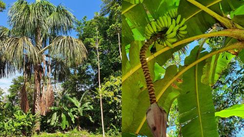 a bunch of bananas on a banana tree at Amaca Eco Station in Iquitos