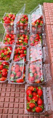 a bunch of plastic containers of strawberries on a table at Valley View Homestay Lahaul in Gondla