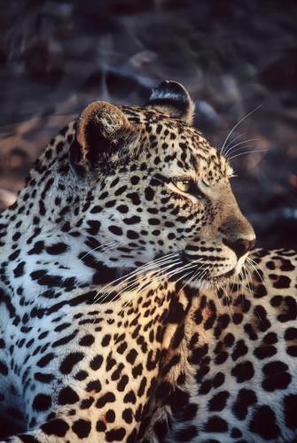 a leopard is laying on the ground with its faceuation at Horizon View Chalets in Graskop