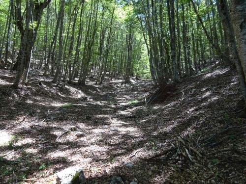a dirt trail in a wooded area with trees at Edelweiss Villa Trpejca in Ohrid