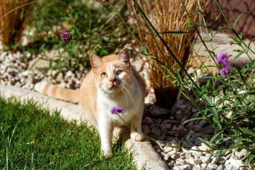 an orange and white cat walking in the grass at ESPACIO RAKU in Ciudad Lujan de Cuyo