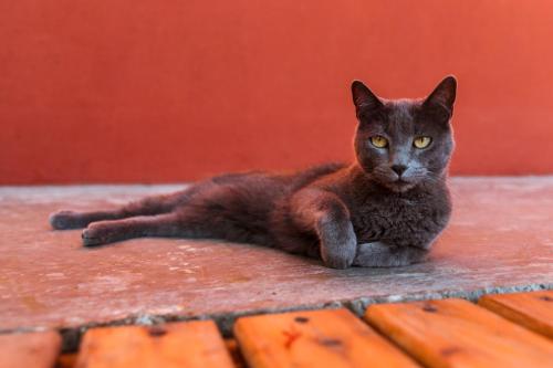 a black cat laying on a brick floor at ESPACIO RAKU in Ciudad Lujan de Cuyo