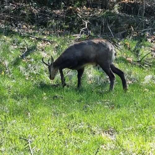 シャレーの敷地内または近くにいる動物