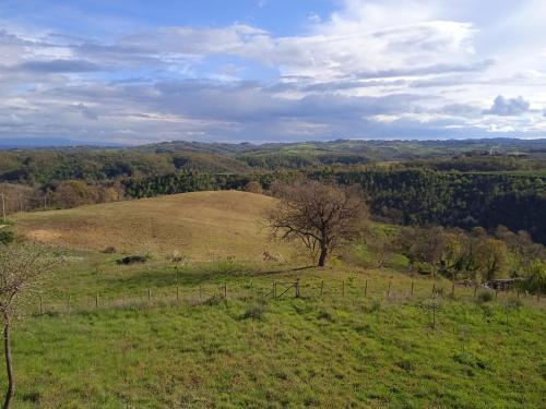 a hill with a tree on top of a field at Agriturismo Il cielo in terra in SantʼOreste