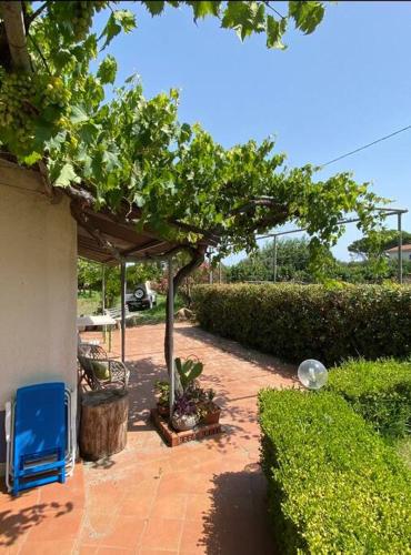 比昂科的住宿－Casetta vicino al mare，一个带树和蓝椅的庭院