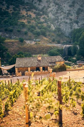 a vineyard with a building in the middle of a field at Eco Hotel Cueva del Gato in Benaoján