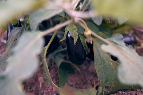 a close up of a green eggplant on a plant at Eco Hotel Cueva del Gato in Benaoján
