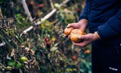 a person holding a bunch of tomatoes in their hands at Eco Hotel Cueva del Gato in Benaoján