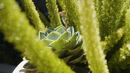 a close up of a green succulent plant at Avila Lighthouse Suites in Avila Beach