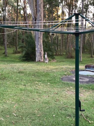 a dog is sitting in the grass near a tree at Bronte Lodge, Wine Country Stay Hunter Valley with Games Room, Close to Town in Greta Main