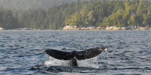 une baleine à bosse au milieu d'un corps d'eau dans l'établissement Westcoast Paradise, à Ucluelet