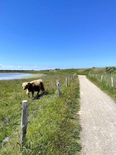 a dog walking along a fence next to a dirt road at Ferienhaus Ankerplatz in Behrensdorf