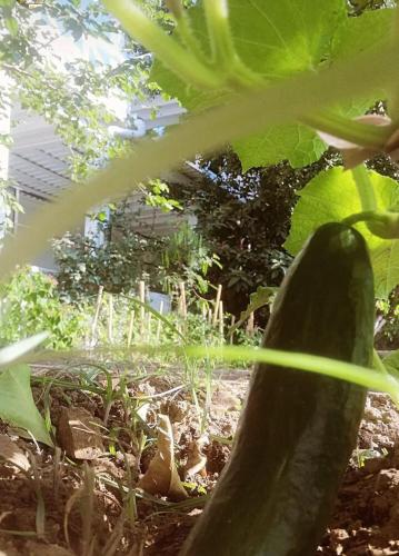 a close up of a green plant in a garden at Benjamin Otel Gumusluk in Gumusluk