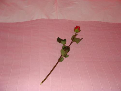 a rose sitting on top of a pink sheet at Lugarnica in Zagreb