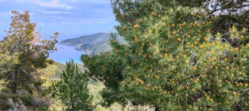 a view of a body of water through trees at Toroni Pearl in Toroni