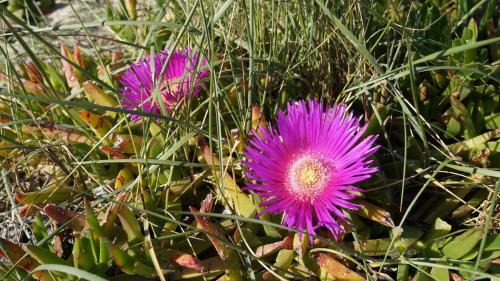 two purple flowers are sitting in the grass at Toroni Pearl in Toroni