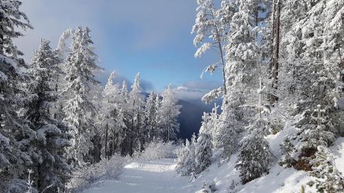 a snow covered forest with snow covered trees at Andrea in Mürzzuschlag
