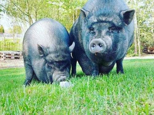 two pigs standing next to each other in the grass at De Skure: vakantiewoning op boerderij in Harelbeke