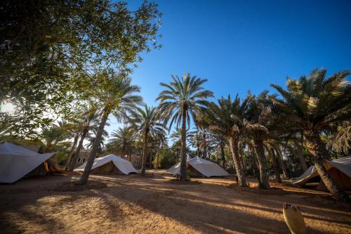a group of tents in a field with palm trees at Hotel Pansy in Ksar Ghilane