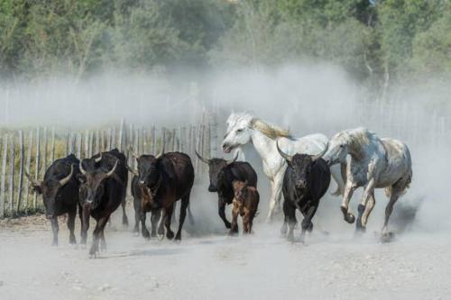 a group of horses running behind a herd of cows at LE TOLOSANA - Appartement 4 personnes - Centre WiFi Cosy in Saint-Gilles