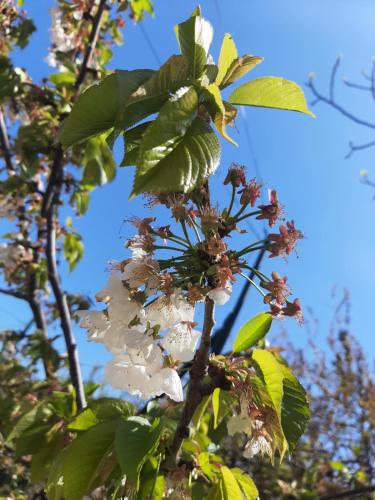 カロヴィーニョにあるB&B L'Antico Ortaleの白い花と緑の葉の木