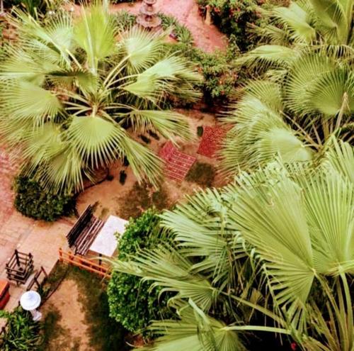 Farasanにあるفندق ساسو سويت للوحدات المفروشه والفندقيهのヤシの木が茂る公園の空中風景
