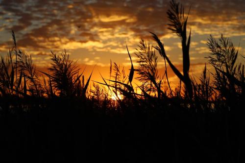 a silhouette of grass with a sunset in the background at The Beach House in Middleton