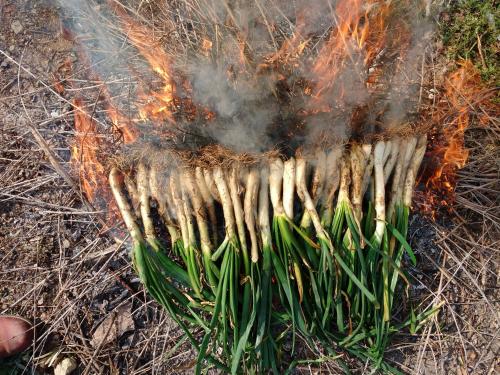 a bunch of grass is engulfed in a fire at MASIA CAN SUNYER AGROTURISMO in La Garriga