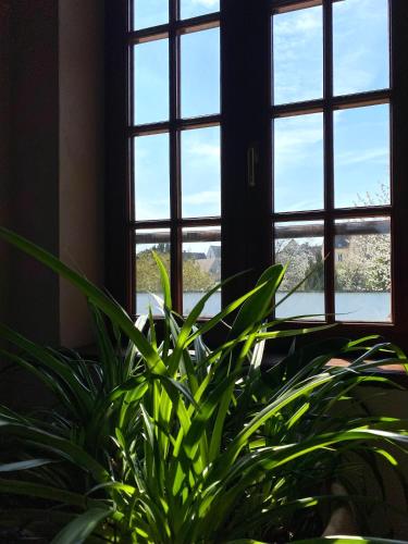 a plant sitting in front of a window at Domaine du Cellier de la Couronne in Sézanne