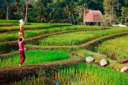 a woman is standing in a rice field at Mandapa, a Ritz-Carlton Reserve in Ubud