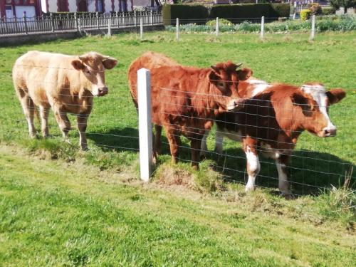 two cows standing behind a fence in a field at L'Opaline, Jolie Maison avec Jardin 6 pers,10km Honfleur, linge et internet inclus in Beuzeville