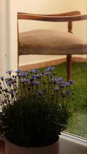 a potted plant with blue flowers in front of a chair at Mariluna in Modugno