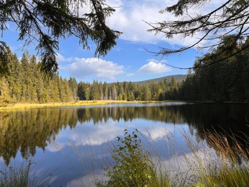 a view of a lake in the woods at Modernes Apartment “Traum“ in Mehlmeisel