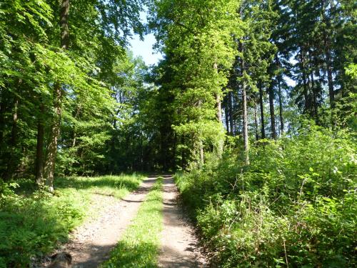 a dirt road through a forest with trees at RheinWeinBoppard 2 - mit Rheinblick in Boppard