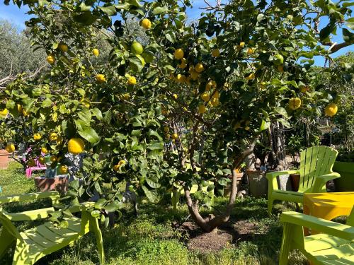 an orange tree with oranges on it next to a green chair at Hôtel Punta e Mare des Chambres ou des Appartements T2 in Cargèse