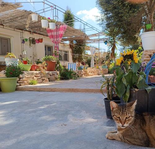a cat laying on the ground next to a house at Cala Creta in Lampedusa